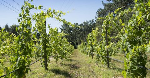 Região dos Vinhos Verdes: conheça a história e gastronomia