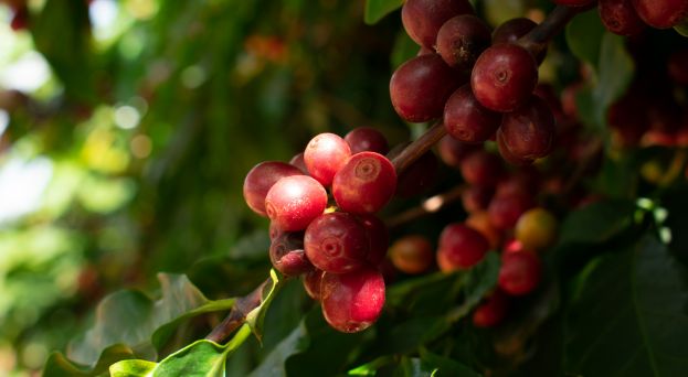 Santa Monica comemora Dia Nacional do Café com crescimento na colheita, em vendas e nas exportações