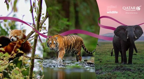 Qatar Airways firma parceria com a United for Wildlife